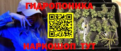 гашик Будённовск